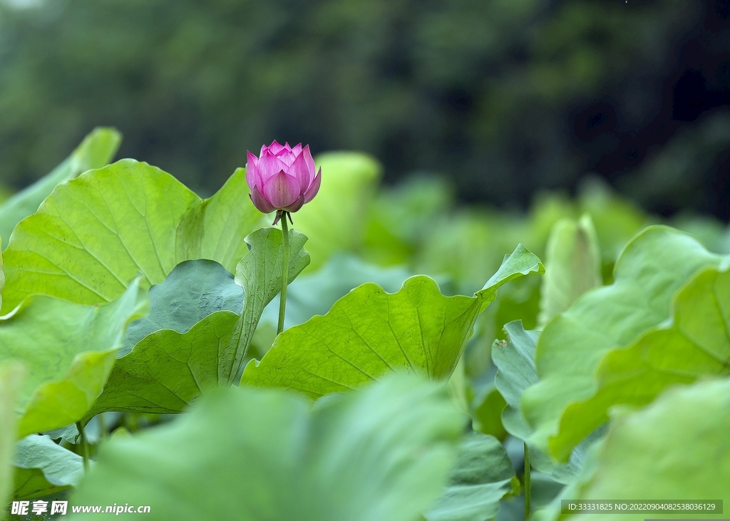莲花