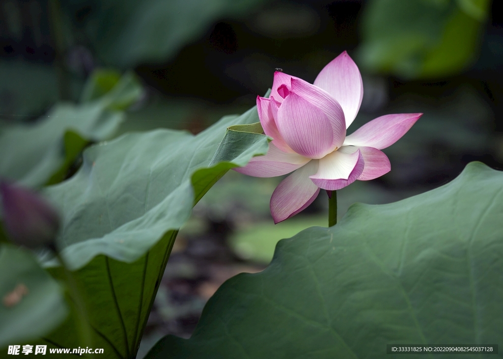 莲花