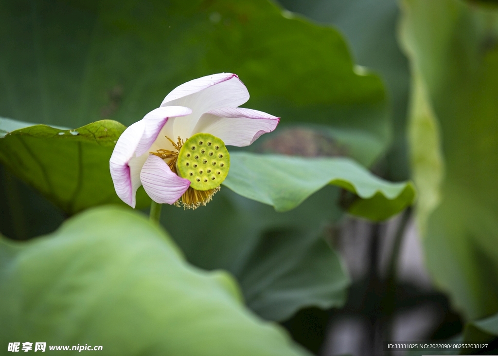 莲花