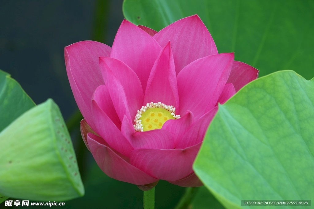 莲花