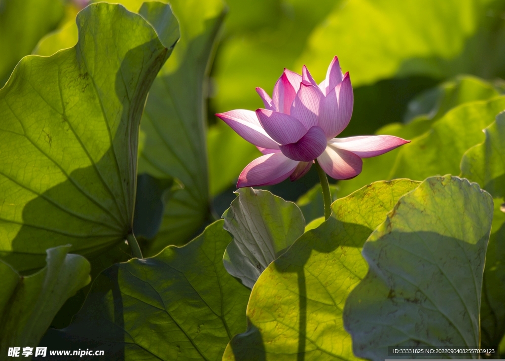 莲花