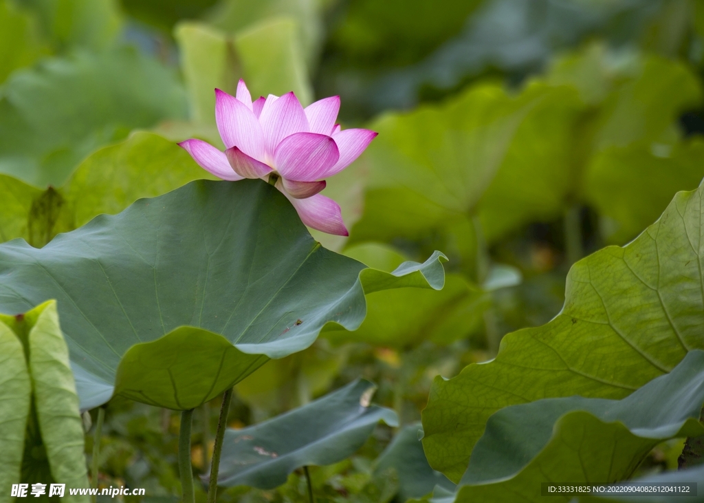 莲花