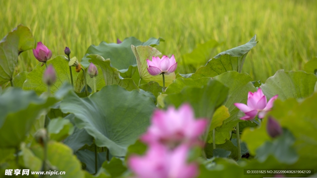 莲花