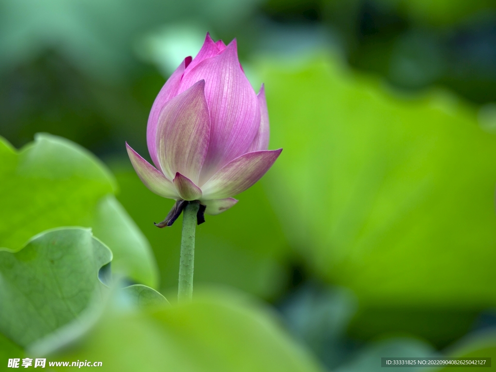 莲花
