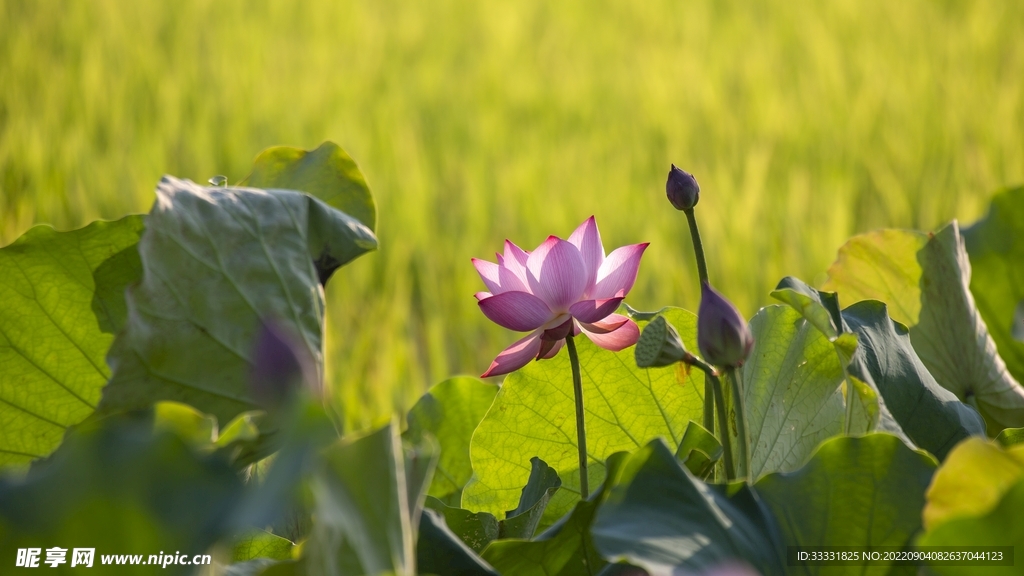 莲花