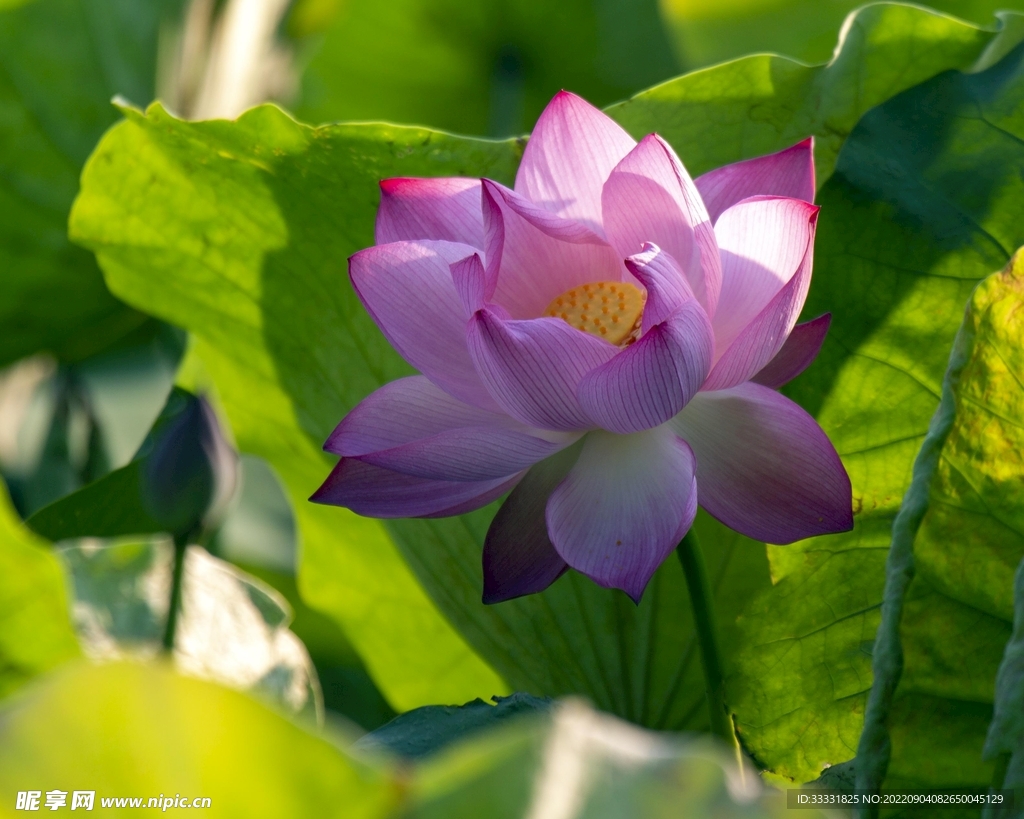 莲花