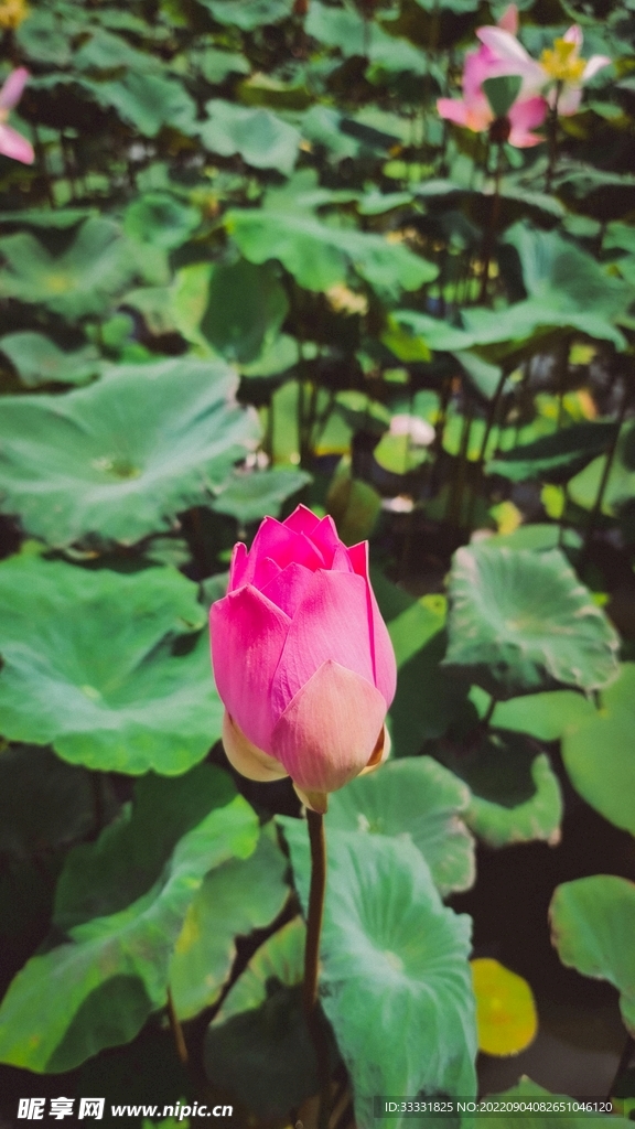 莲花
