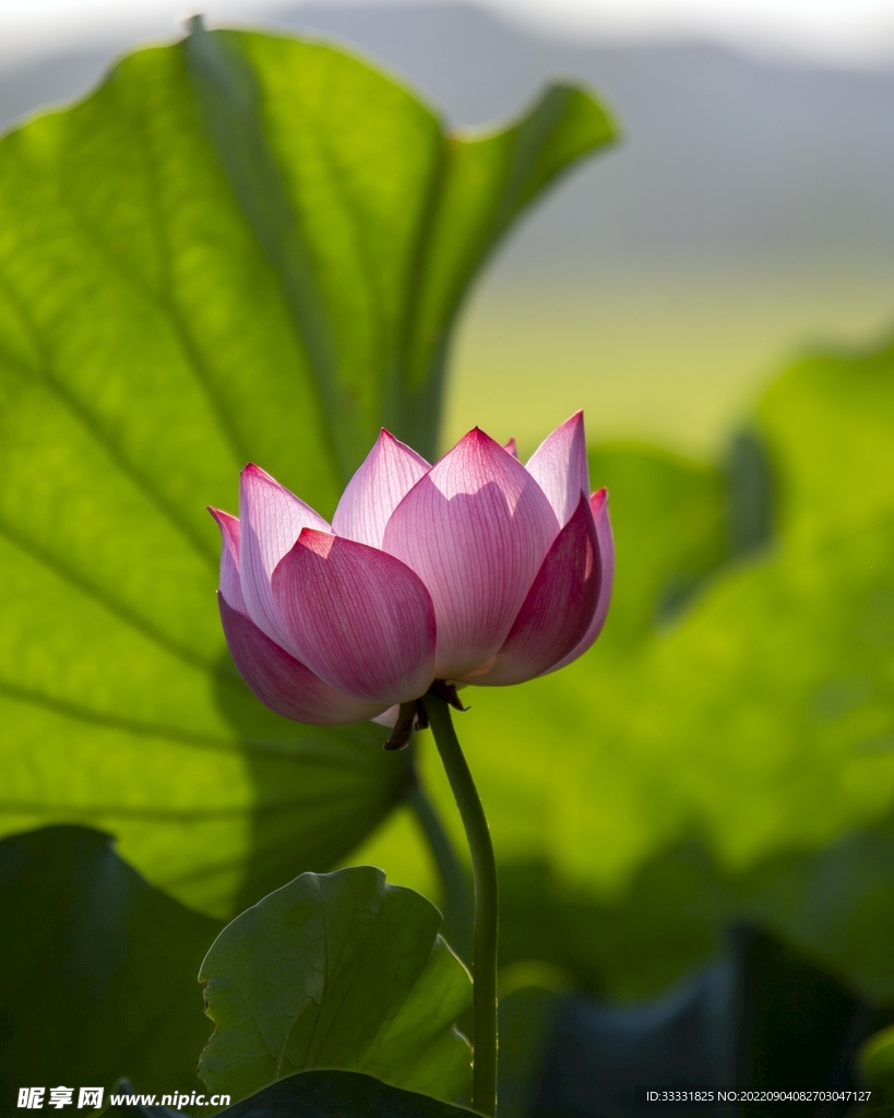 莲花