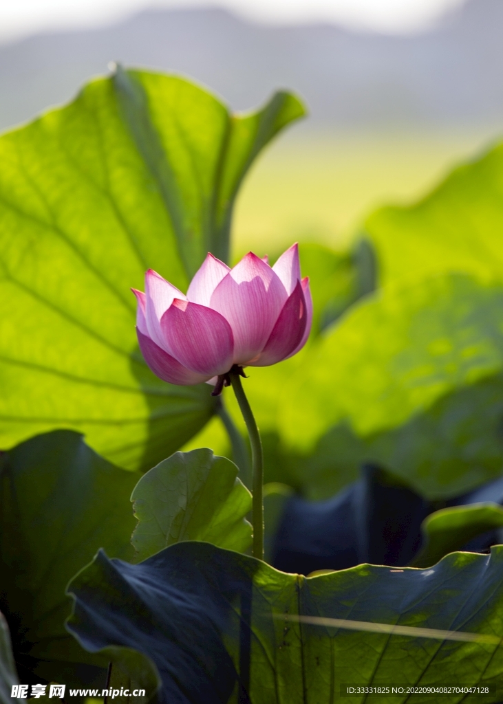 莲花