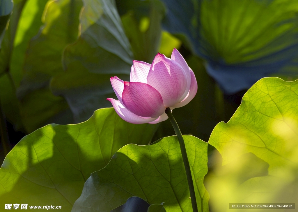 莲花