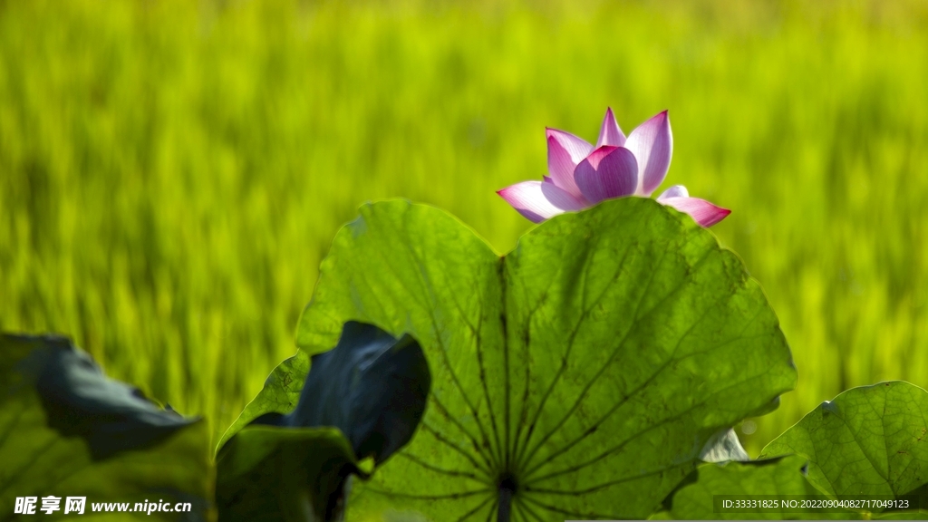 莲花