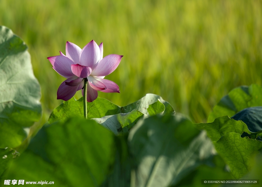莲花