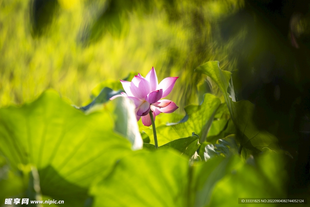 莲花