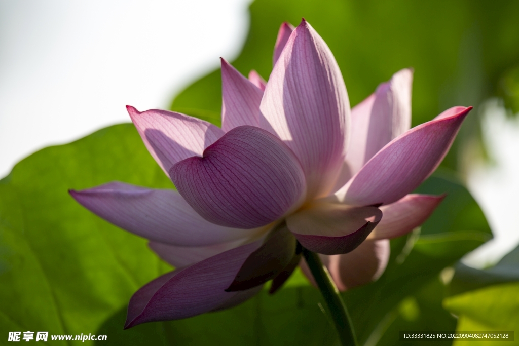 莲花