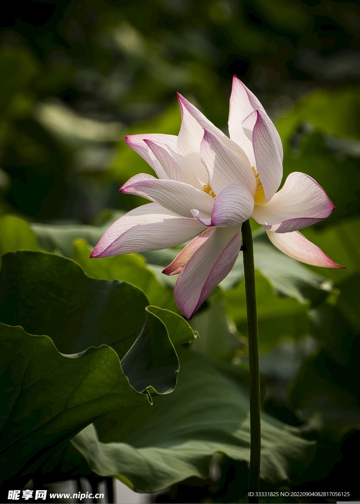 莲花