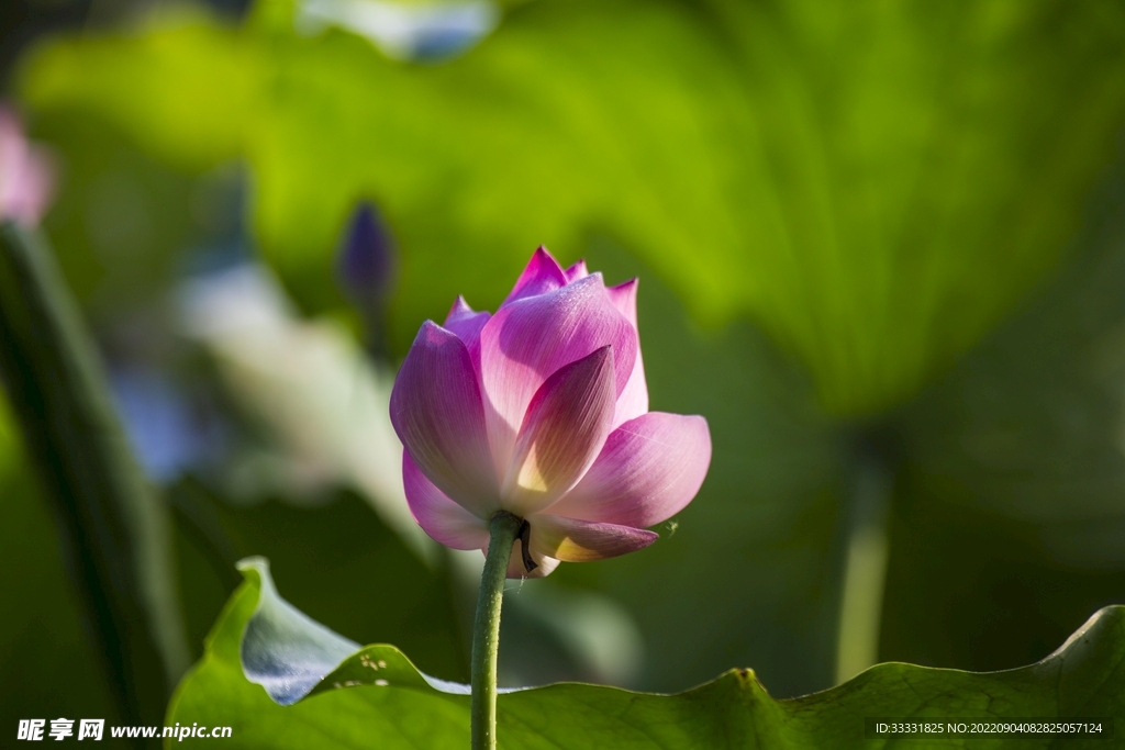 莲花