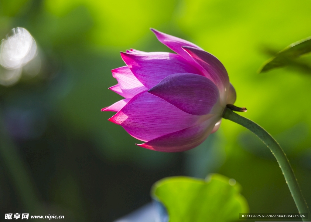 莲花