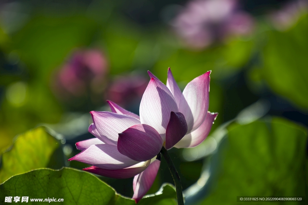 莲花