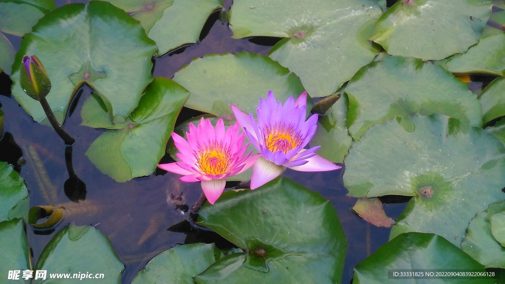 莲花