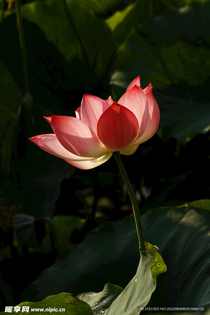 莲花