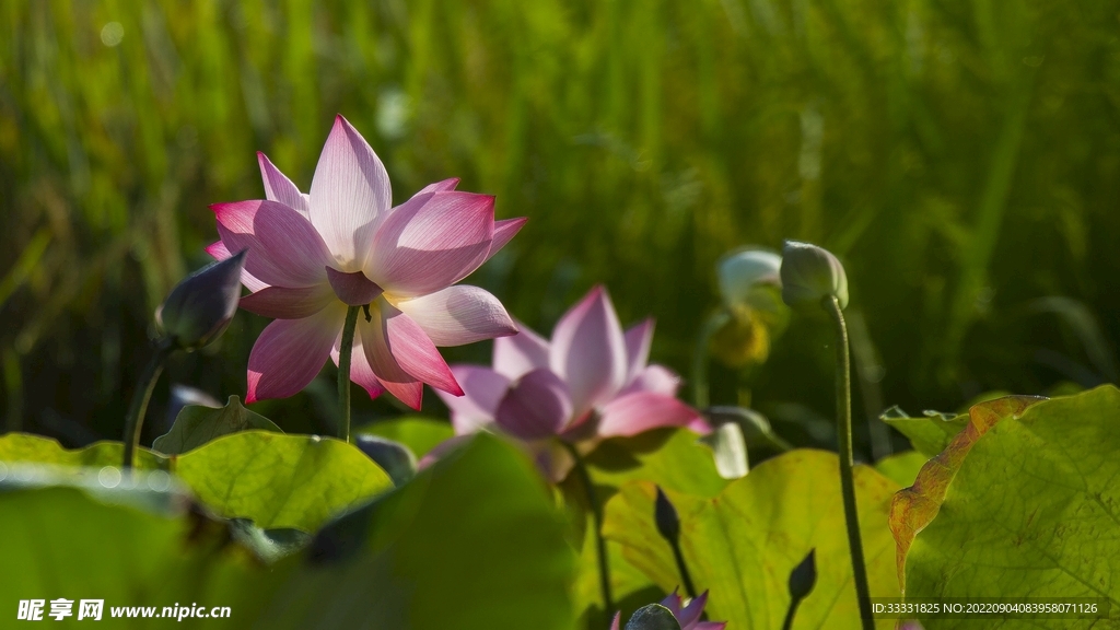 莲花
