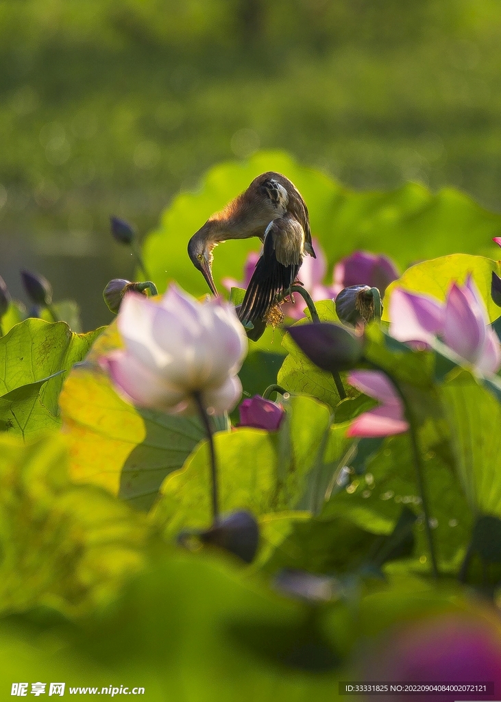 莲花