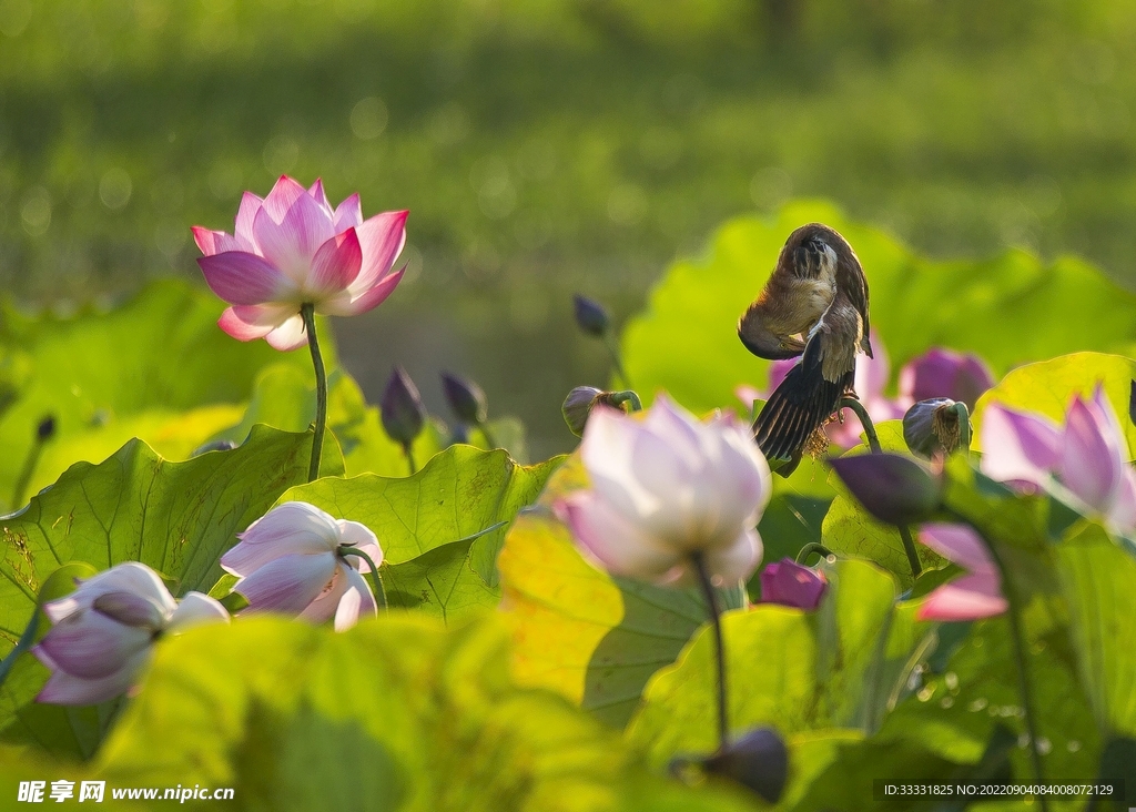 莲花