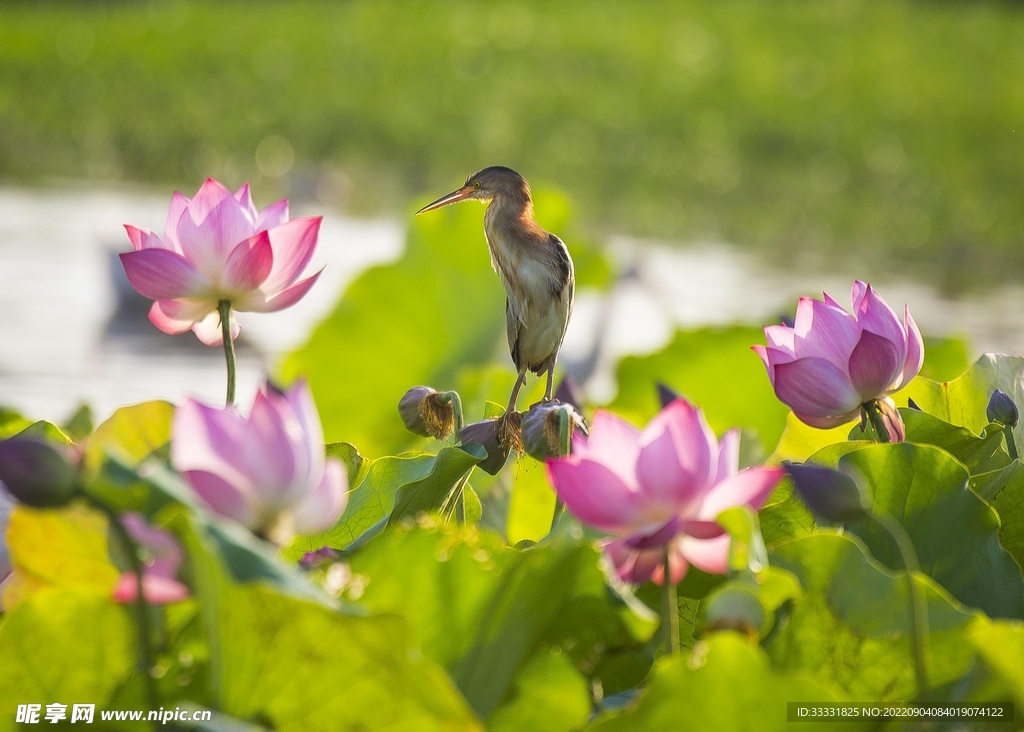 莲花