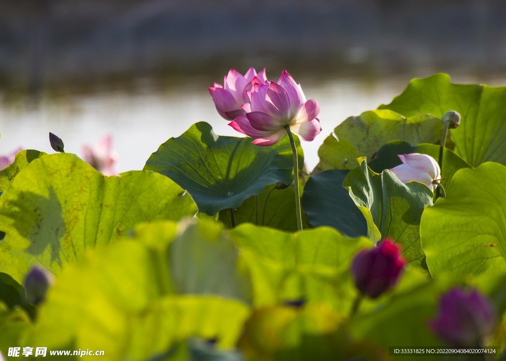 莲花
