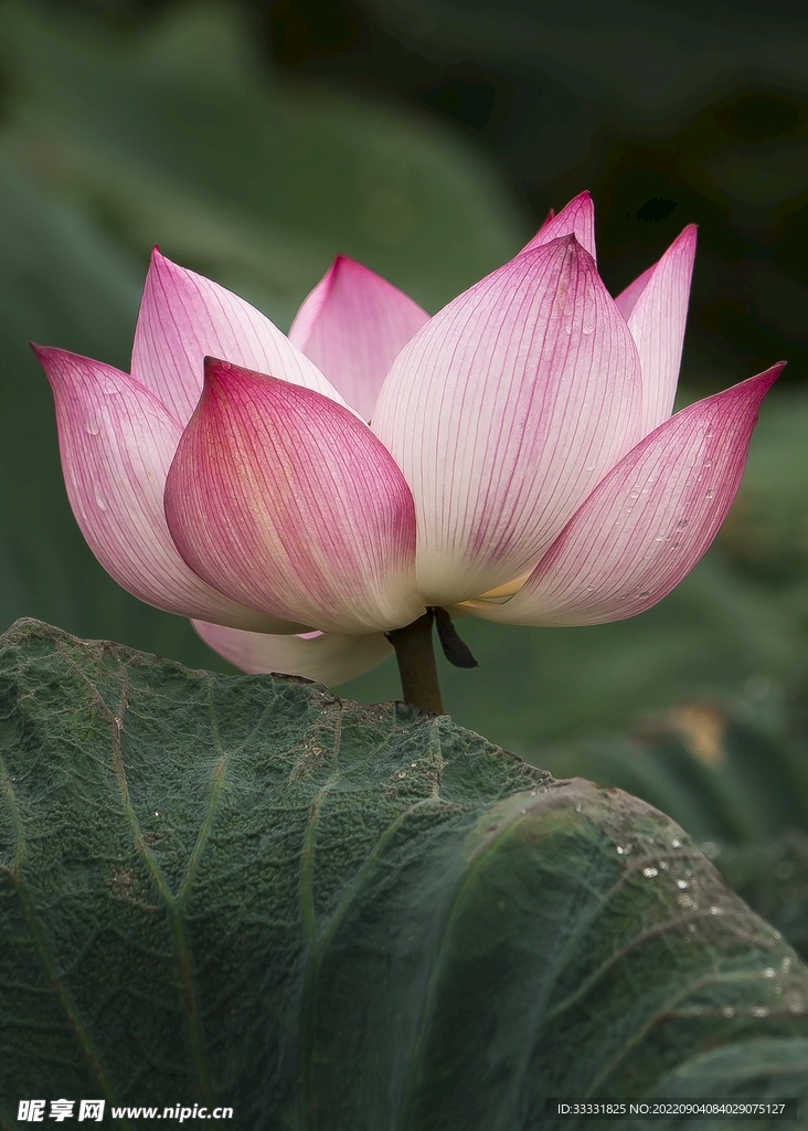 莲花