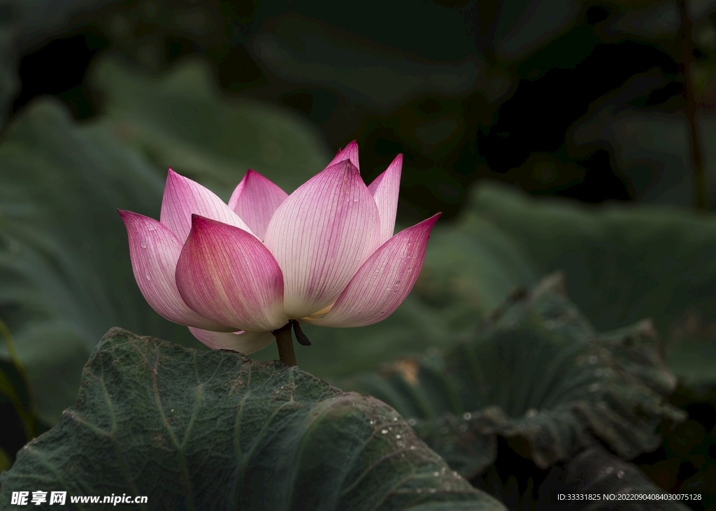 莲花
