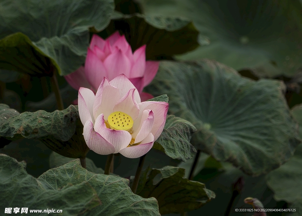 莲花