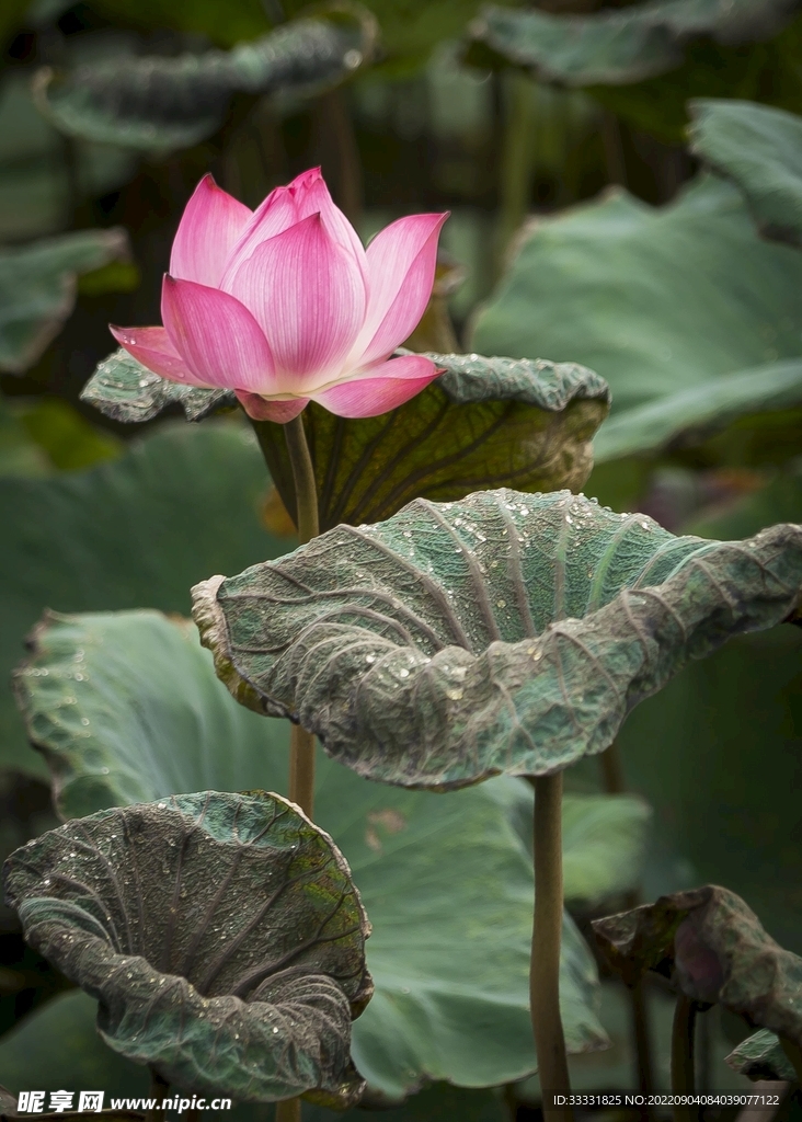 莲花