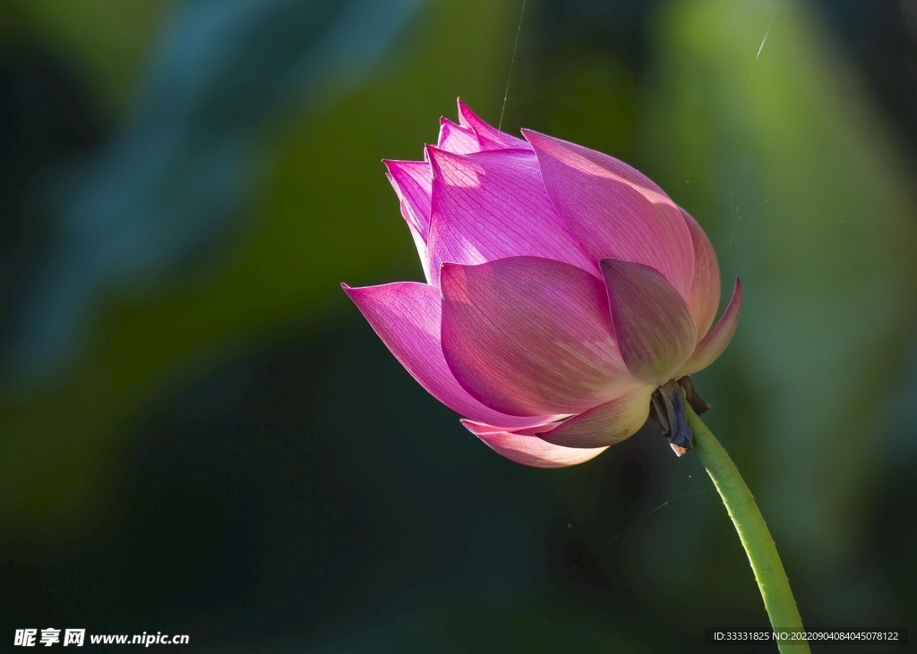 莲花