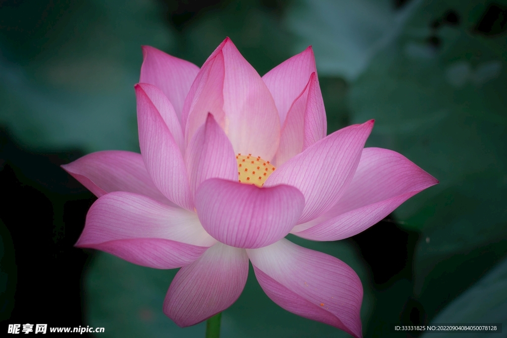 莲花