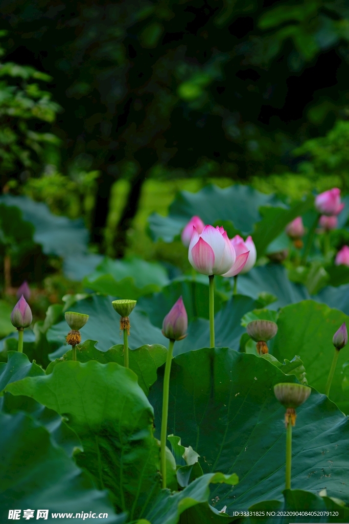 莲花