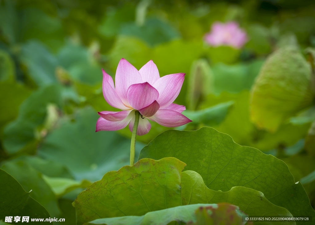 莲花
