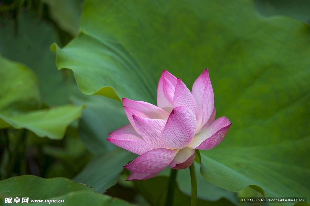 莲花