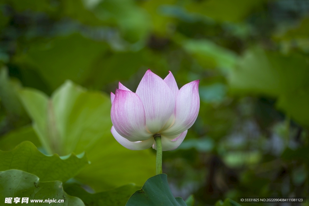 莲花