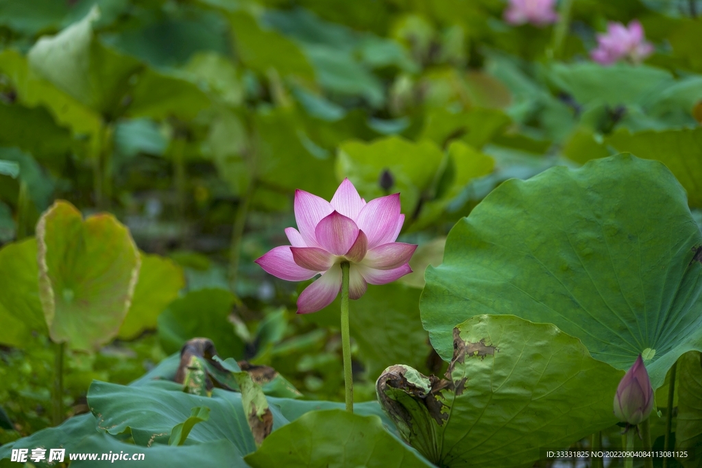 莲花