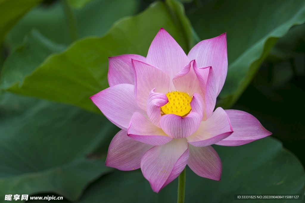 莲花