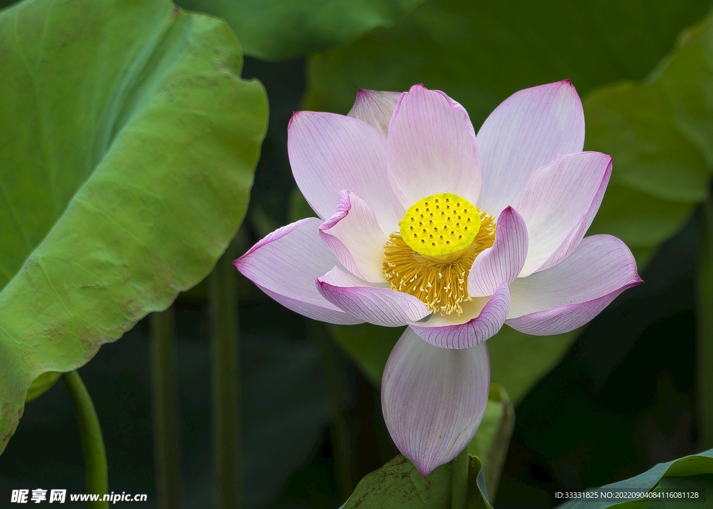 莲花
