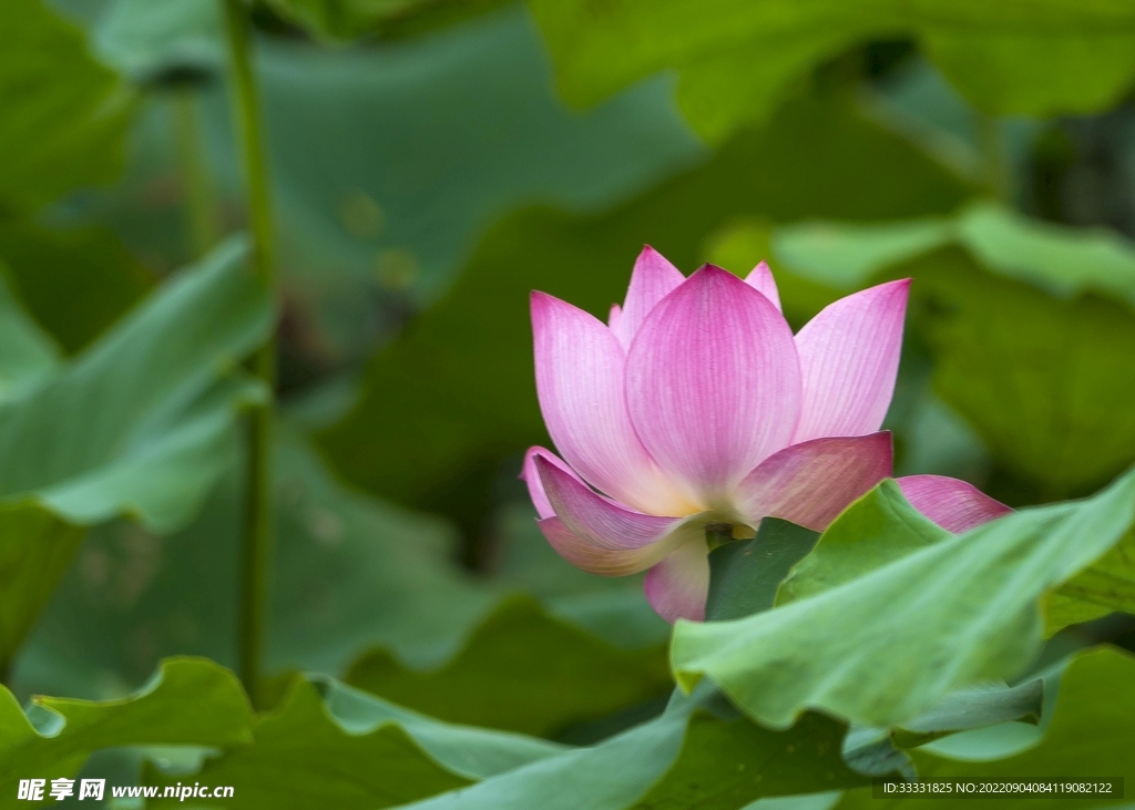 莲花