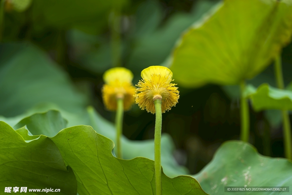 莲花