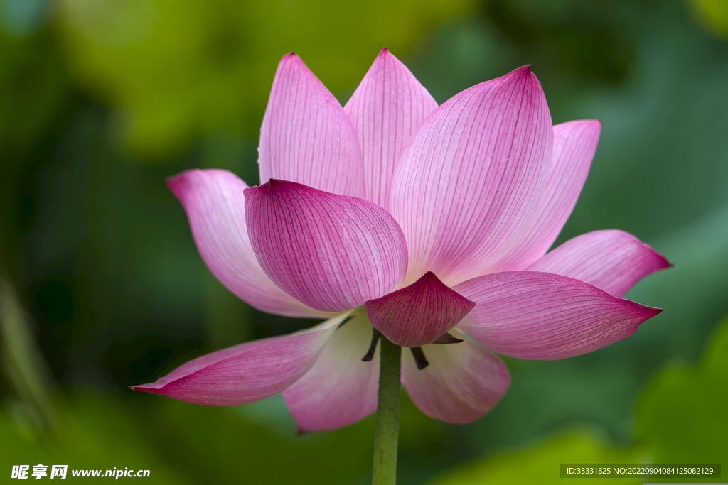莲花