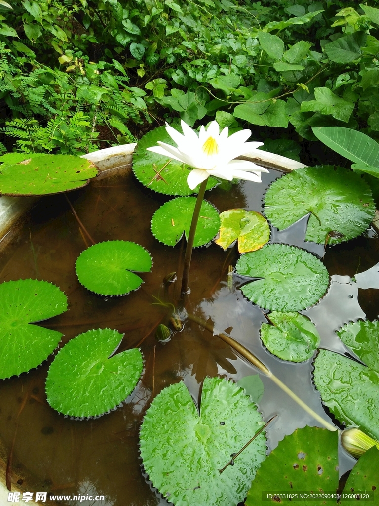 莲花