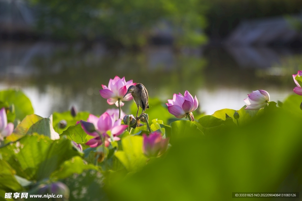 莲花