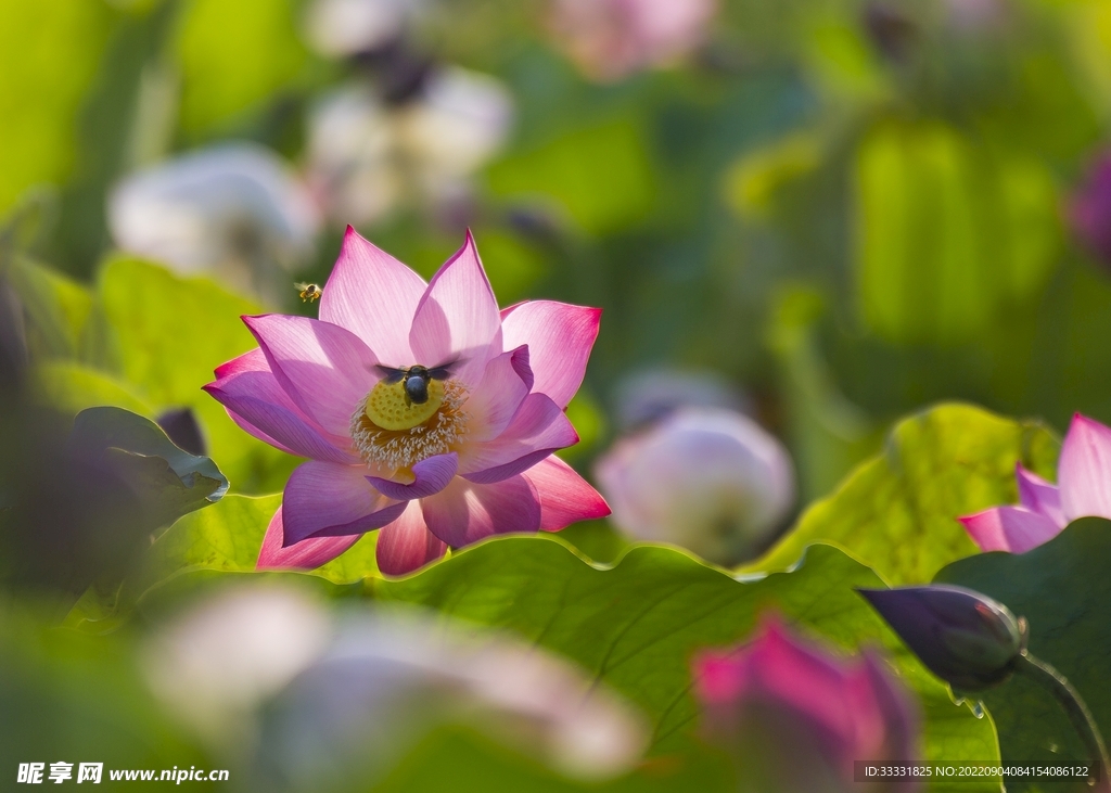 莲花