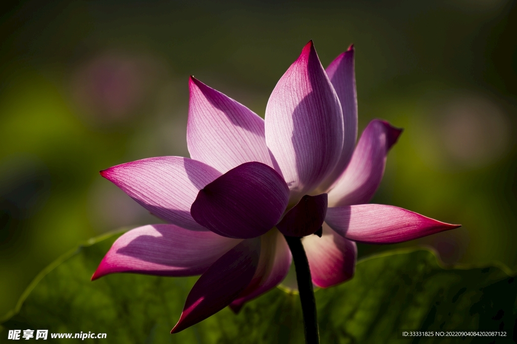 莲花