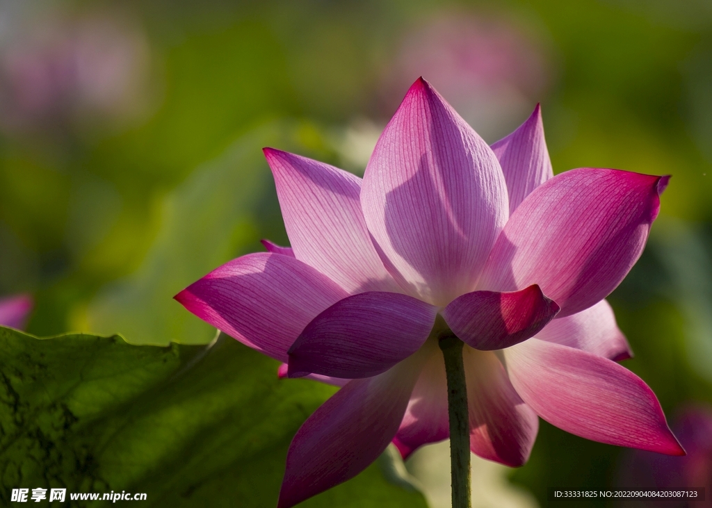 莲花